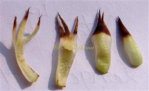  Bud scales